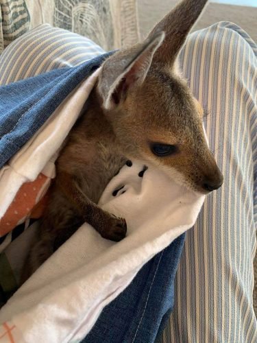 Help The Aussie Animals