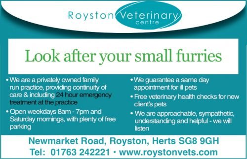 Royston Vets: Weight Loss for Pets